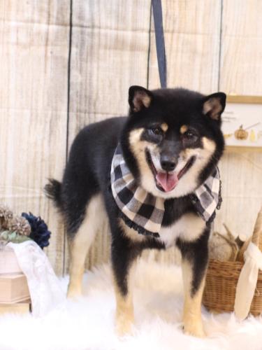 20241008ぽちたくん